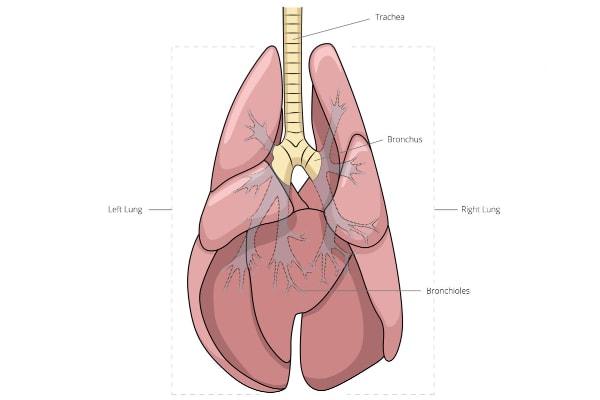 Diagram of the lungs of a dog, photo