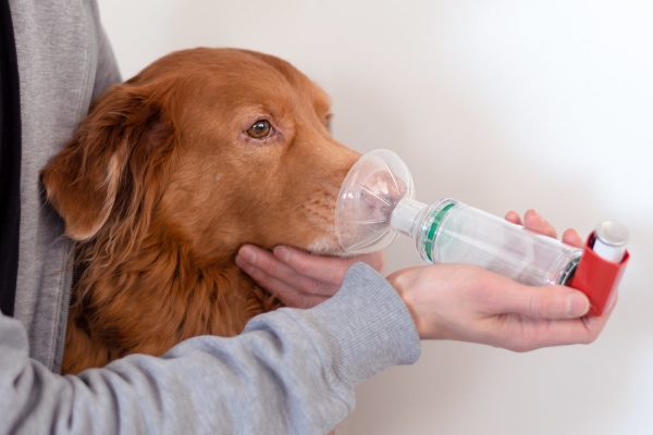 A Retriever mix having medication administered through an aerosol mask, photo