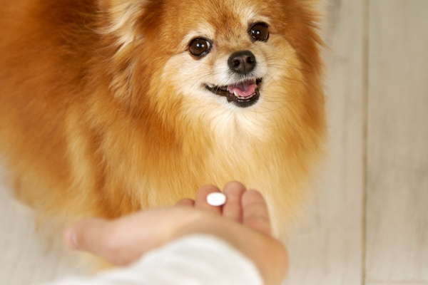 An owner giving their Pomeranian a medication, photo