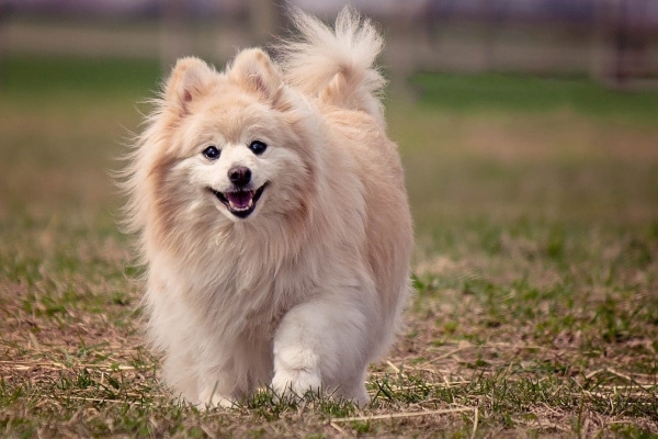 Senior Pomeranian running in a grassy field, photo