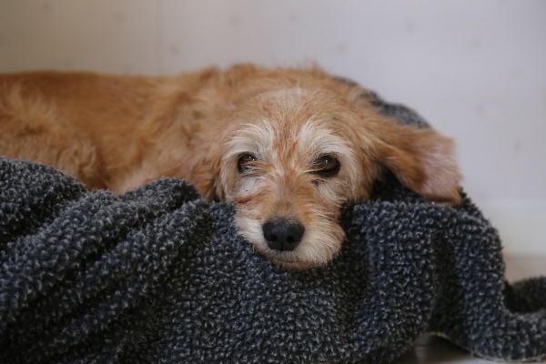 Senior Terrier mix lying in his dog bed, photo