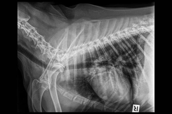 Radiograph of a dog's chest—to look for metastasis of osteosarcoma in dog