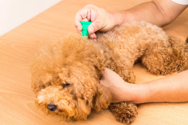Owner applying topical flea control