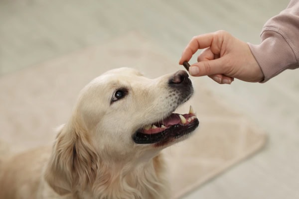 Owner giving monthly heartworm chew to their dog
