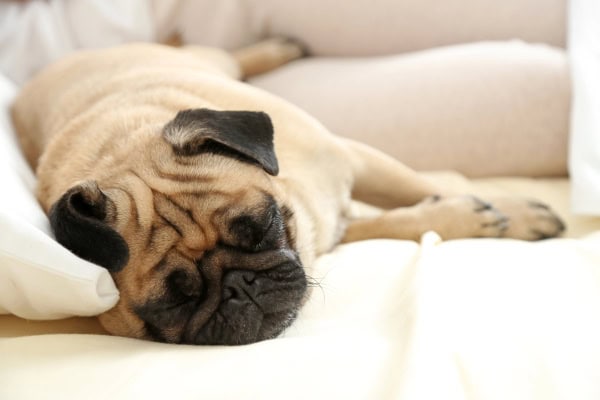 Dog laying in owner's bed sleeping.