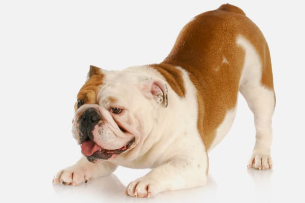 Bulldog stretching in a prayer or yoga-like position, photo