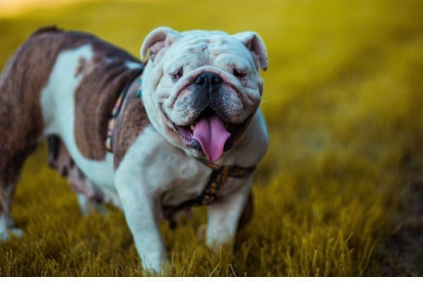 photo of bulldog as example of a type of dog with a flat face and higher risk for heat stroke in dogs 