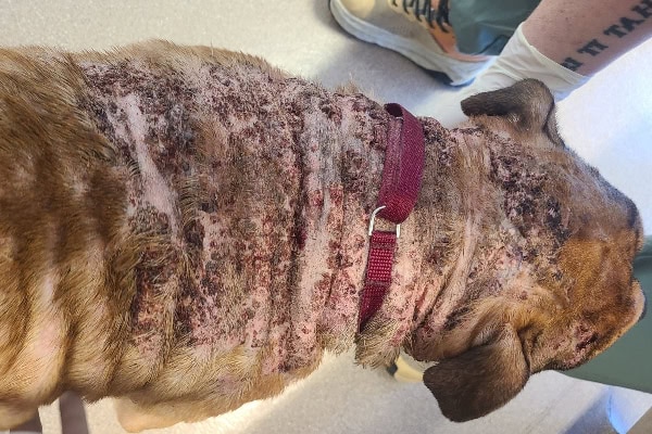 Dog with calcinosis cutis lesions on his dorsum