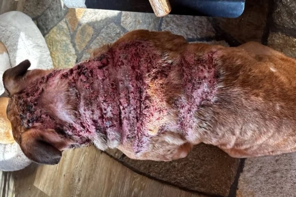 Dog with severe calcinosis cutis on his dorsum