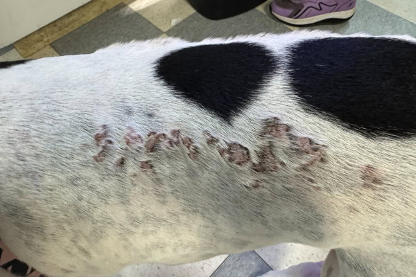 Dog with calcinosis cutis lesions on their dorsum
