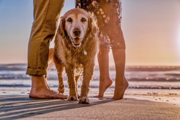 Senior Golden Retriever on the beach with his owners