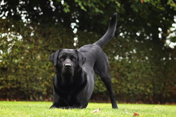 Black lab with hypercalcemia playing in the lawn