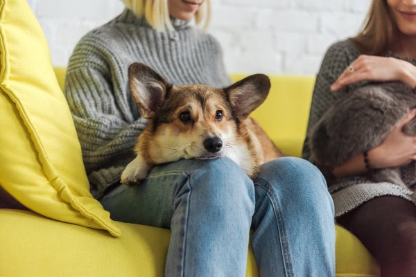 Corgi dog calmly laying in hid owner's lap