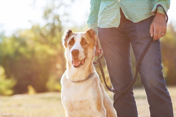 Owner keeping a dog calm while on leash