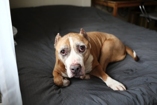Pit Bull dog looking worried but staying calm while on a bed
