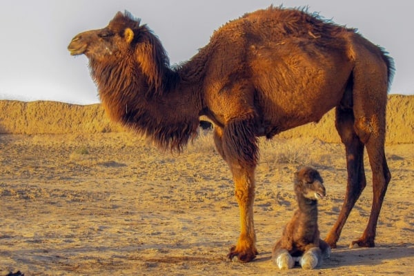 photo sideview of a camel as an example for a dog with an arched back