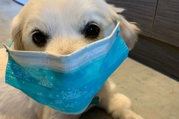 dog wearing a face mask. photo.  