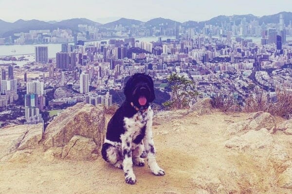 dog sitting on hill overlooking the city of Hong Kong. photo. 