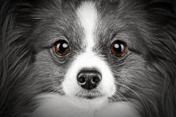 Papillon dog close up, photo