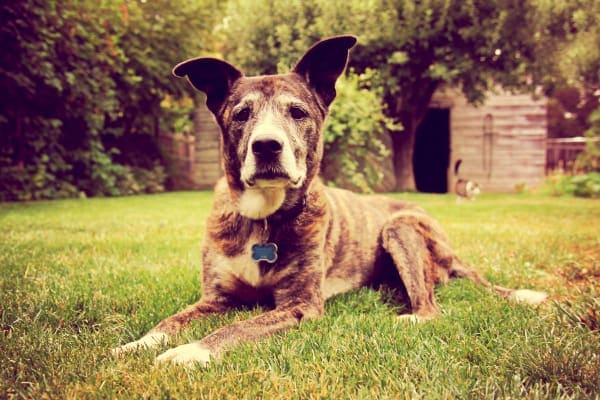 Senior dog mutt lying in grass, photo