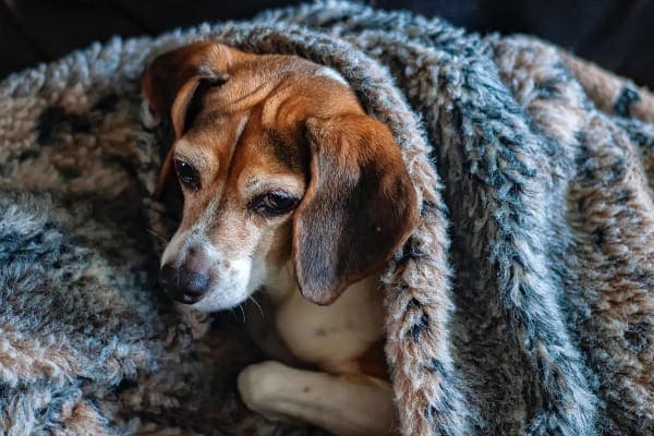 senior dog cuddled in blanket, photo