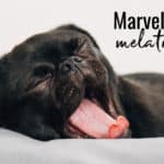 Can I give my dog melatonin?  A veterinarian sheds light on the marvels of melatonin