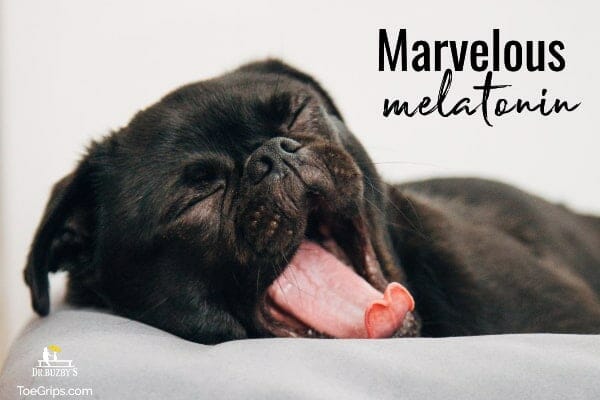 dog with eyes closed and title marvelous melatonin