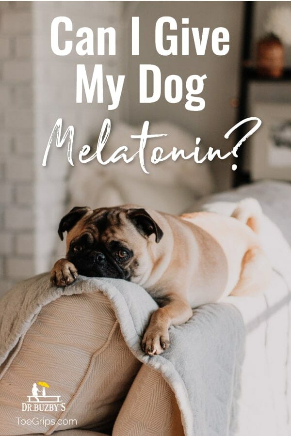 Dog lying on couch and title Can I Give My Dog Melatonin