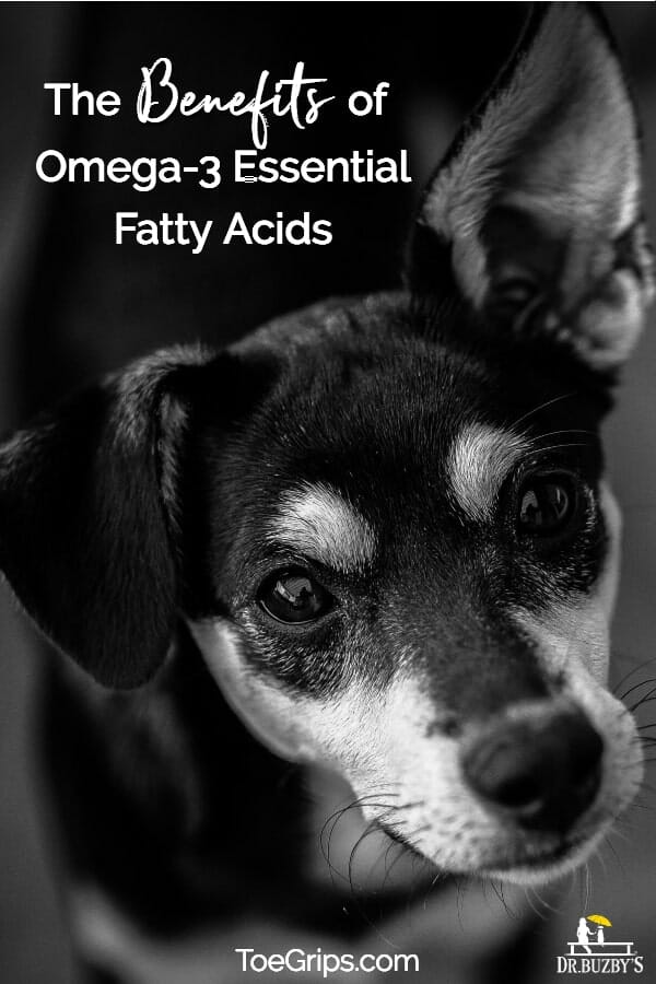 dog's face and title The Benefits of Omega 3 Essential Fatty Acids