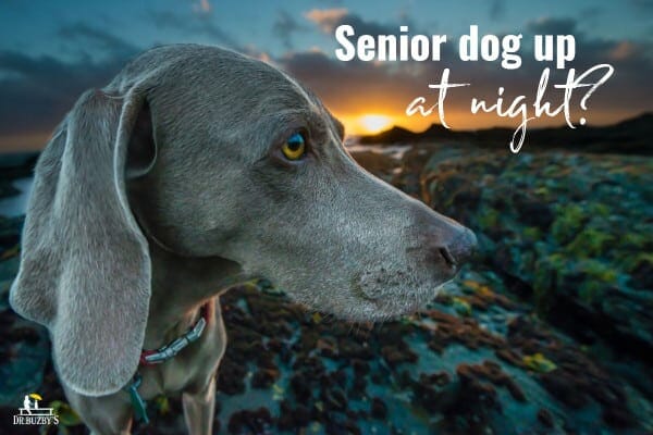 photo old dog and sunset with title senior dog up at night canine cognitive dysfunction