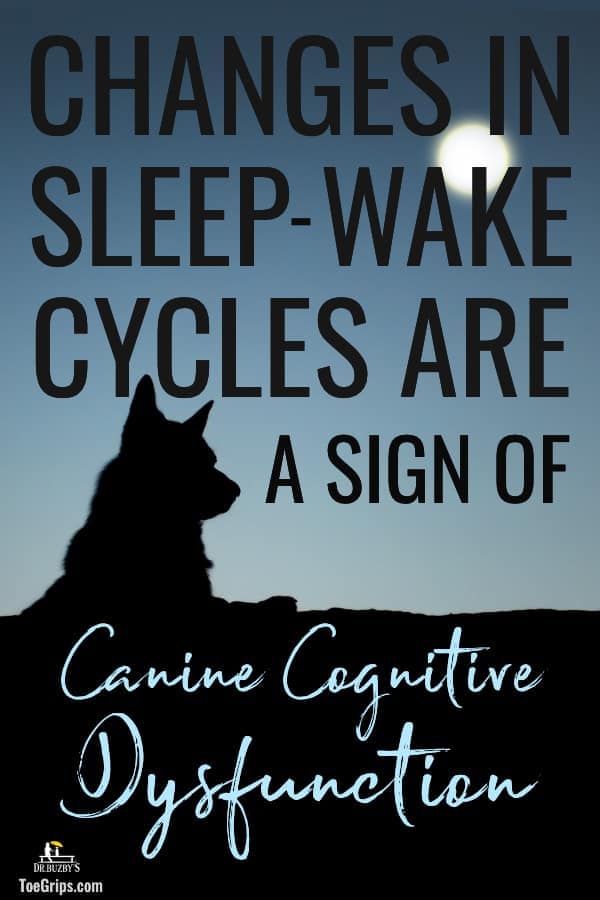 photo silhouette of senior dog and title changes in sleep-wake cycles are a sign of canine cognitive dysfunction