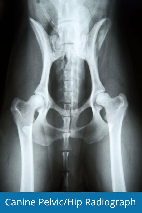 Radiograph of a dog's hip bones and pelvic bones picture
