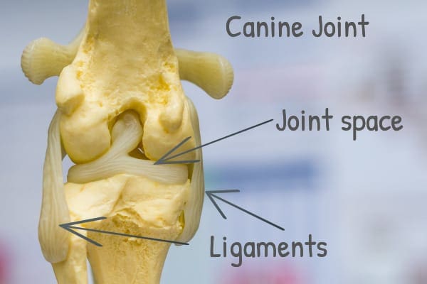 reproduction of a canine joint with arrows pointing at the joint and the ligaments, photo