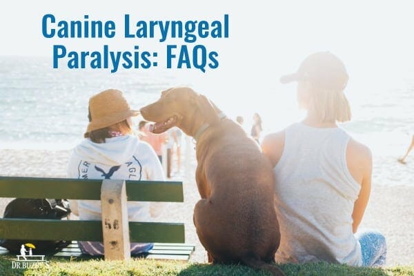 dog sitting on beach and title canine laryngeal paralysis FAQs, which include doxepin, non-surgical management, and symptoms