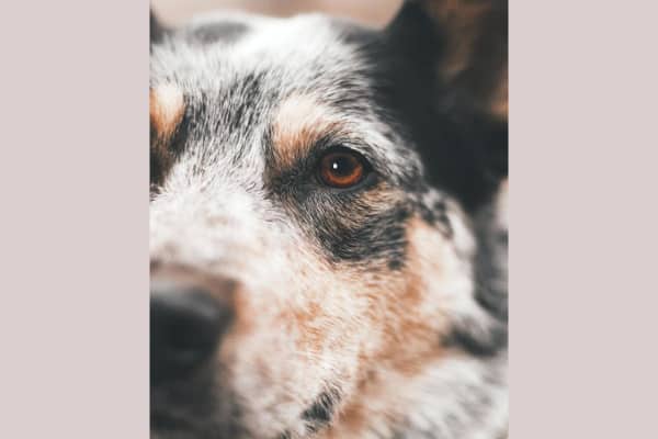 Close up of an old dog's eye  