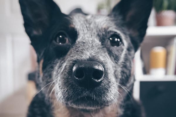 Close-up of an older Blue Heeler dog  