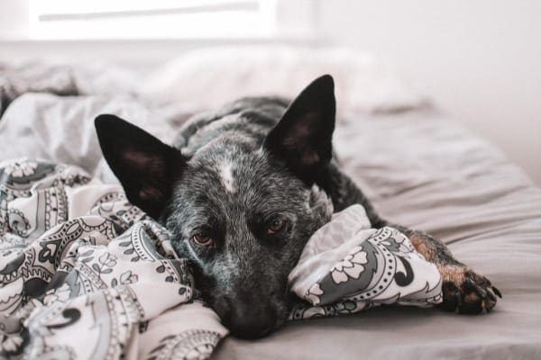 Blue Heeler lying on bed as if suffering from vestibular disease in dogs