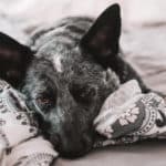 blue heeler sick lying on bed, photo