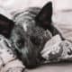 blue heeler sick lying on bed, photo