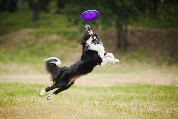 Dog jumping up for a frisbee to illustrate how canine carpal injuries may happen when playing