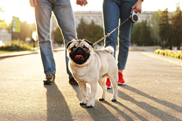 Pug with owners out for a walk to illustrate that after carpal surgery the dog's prognosis is good 