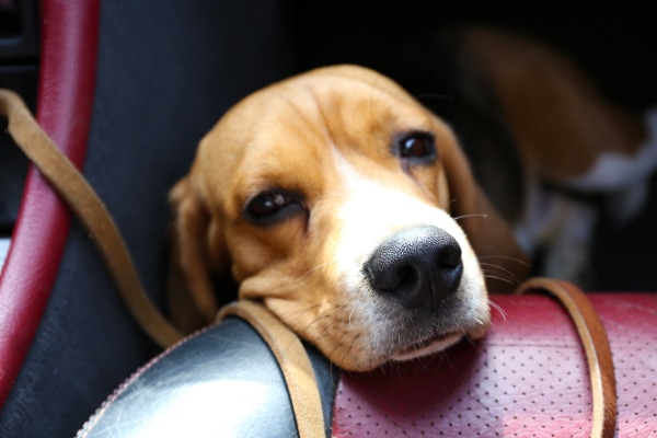 Beagle who is car sick, sitting on the floor of a car