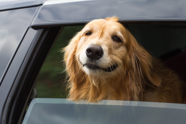 Golden Retriever in the back of a car smiling