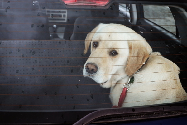 Yellow Labrador Retriever dog in the back seat of the car looking car sick