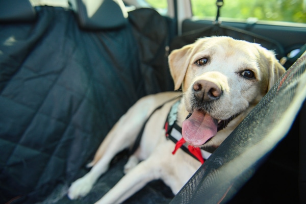 Yellow Labrador Retriever dog panting while sitting in the back of a car