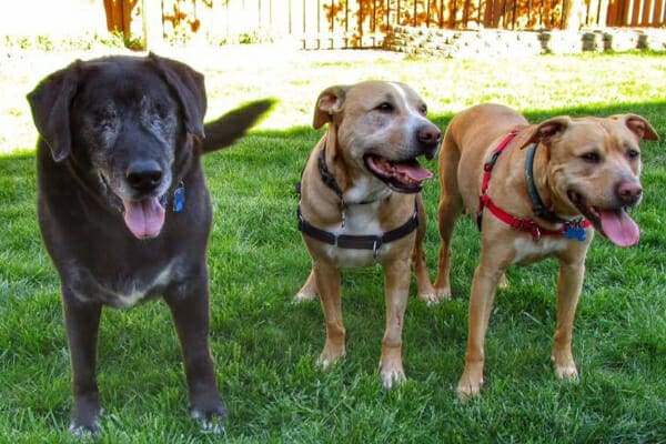 Grey-faced, older blind dog named Clarik who had cataracts and enucleation surgery) standing happily  in green grass with two other dogs