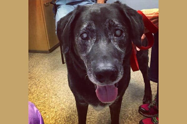 A black Labrador Retriever dog with bilateral cataracts