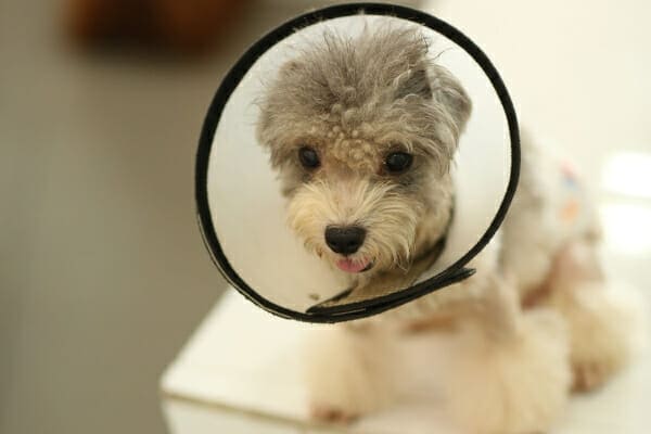 Small poodle dog wearing an Elizabethan collar