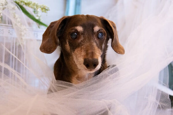 Dachshund with bilateral cataracts, standing in pink tulle