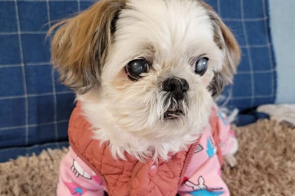 A picture of a Shih Tzu dog with bilateral cataracts